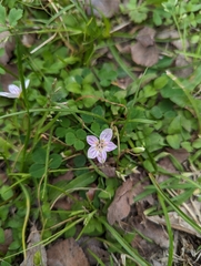 Claytonia virginica