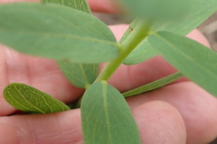 Lasiosiphon kraussianus kraussianus