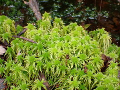 Sphagnum recurvum