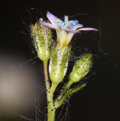 Gilia
