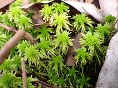 Sphagnum recurvum