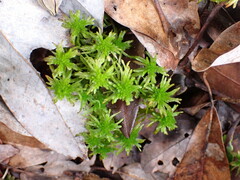 Sphagnum recurvum