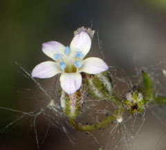 Gilia