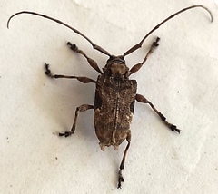 Lagocheirus araneiformis