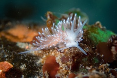 Cuthona divae