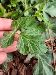 Geum canadense texanum