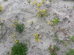 Steirodiscus tagetes