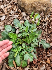 Geum canadense texanum