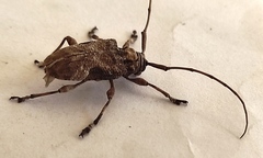 Lagocheirus araneiformis