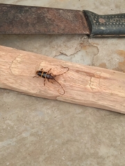 Trachyderes succinctus