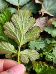 Geum canadense texanum