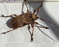 Lagocheirus araneiformis