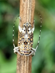 Atrypanius conspersus