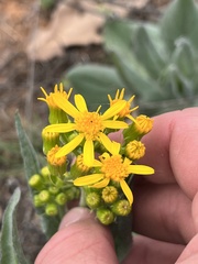 Senecio ampullaceus