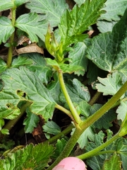 Geum canadense texanum