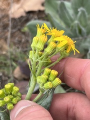 Senecio ampullaceus