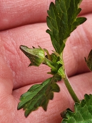 Geum canadense texanum