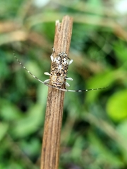 Atrypanius conspersus