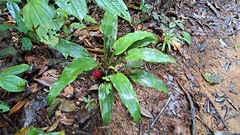 Disteganthus basilateralis