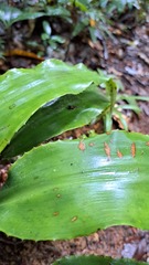 Disteganthus basilateralis