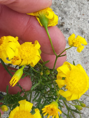 Steirodiscus tagetes