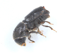 Ips calligraphus
