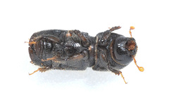 Ips calligraphus
