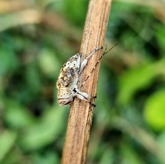 Atrypanius conspersus