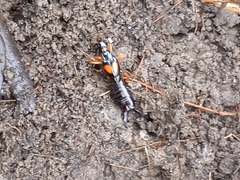 Carcinophora americana