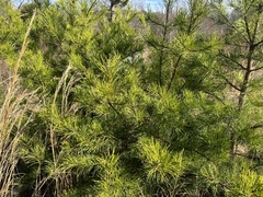Pinus virginiana