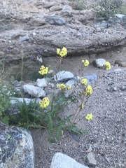 Chylismia claviformis