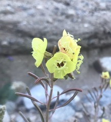 Chylismia claviformis