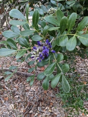 Dermatophyllum secundiflorum