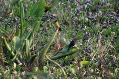 Agelasticus cyanopus