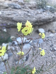Chylismia claviformis