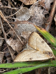 Galgula partita