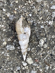 Melanoides tuberculata