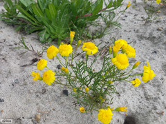 Steirodiscus tagetes
