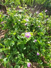Asystasia gangetica