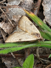 Galgula partita