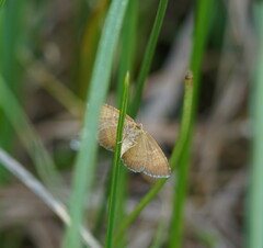 Chrysolarentia leucozona