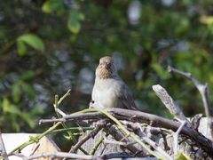 Melozone crissalis