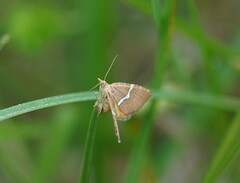 Chrysolarentia leucozona