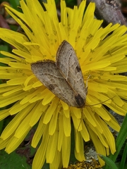 Galgula partita