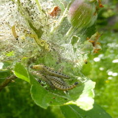 Yponomeuta malinellus