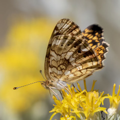 Phyciodes mylitta