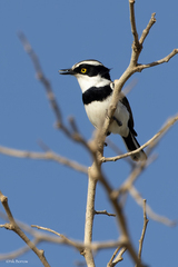 Batis senegalensis