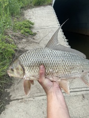 Carpiodes cyprinus