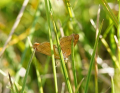 Chrysolarentia conifasciata