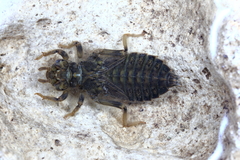 Ophiogomphus cecilia